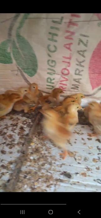 Тухум ва гушт юналишидаги парода