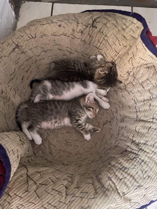 Отдам котят бесплатно