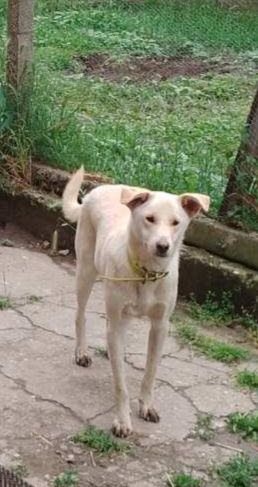 Подарява се кученце Аксел