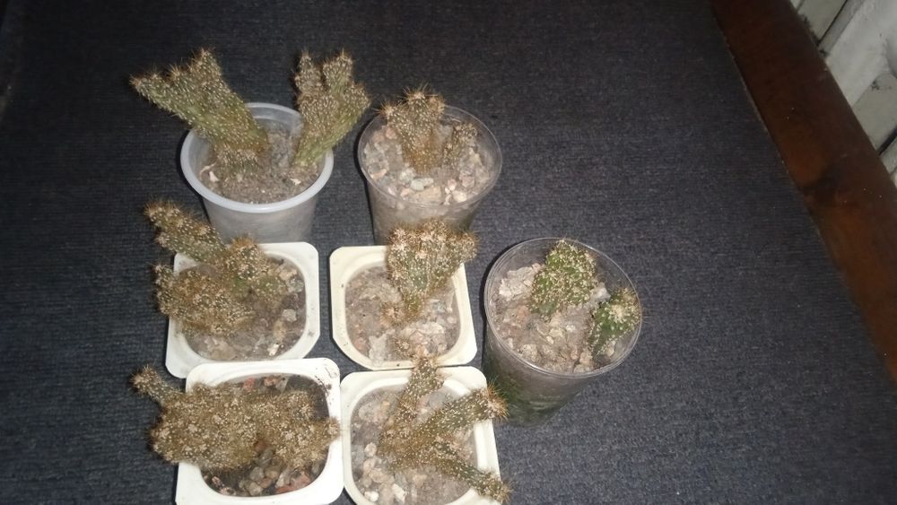 Комнатные растения