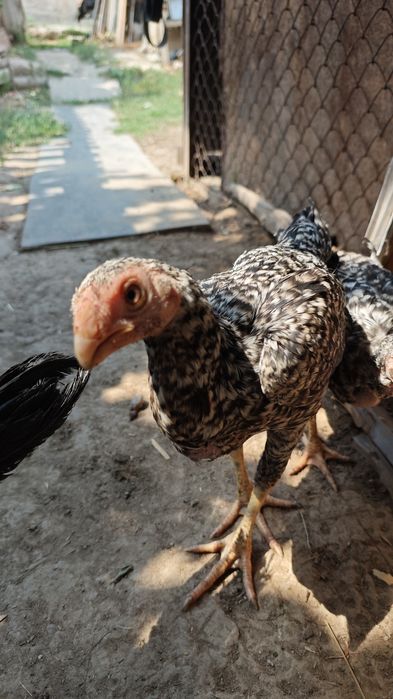 Хан-Азиль Дакан индийский