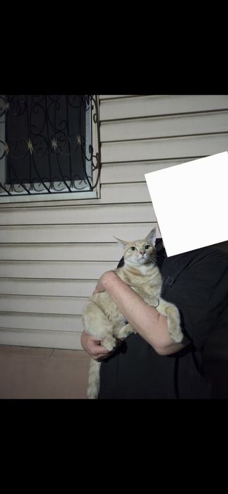 Ищу дом разговорчивому коту!!