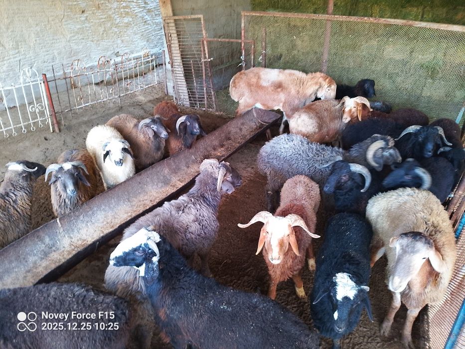 Tōy va marosimlar uchun.