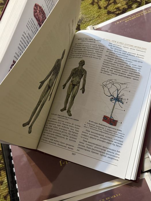 Адам анатомиясы Анатомия джумабаев