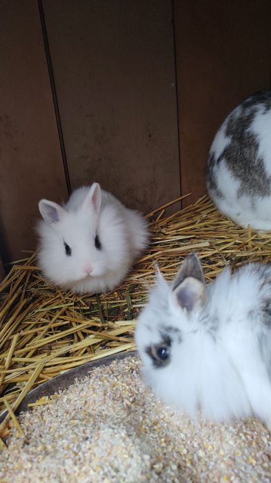 Vând iepurași cap de leu