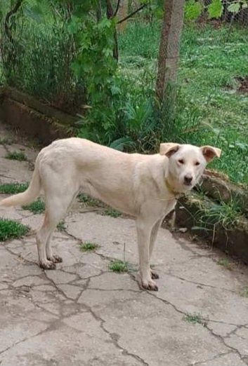 Подарява се кученце Аксел