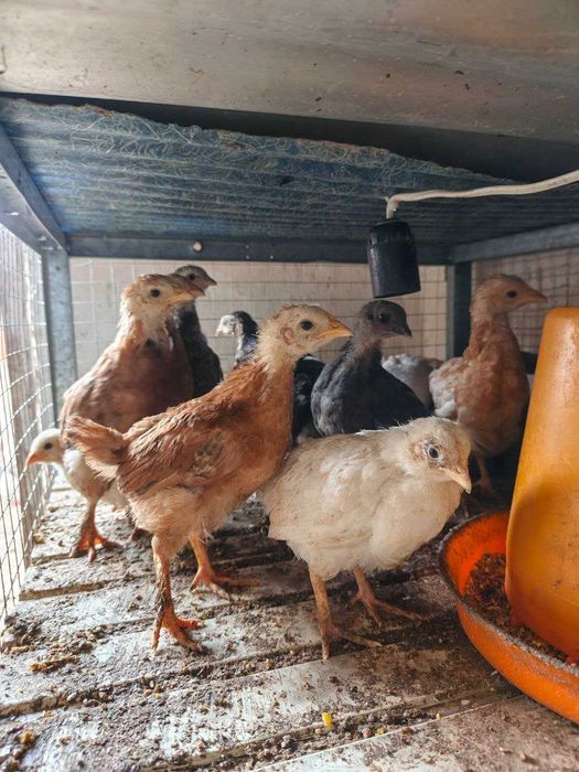 Продаются циплята месячные и двухнедельные.