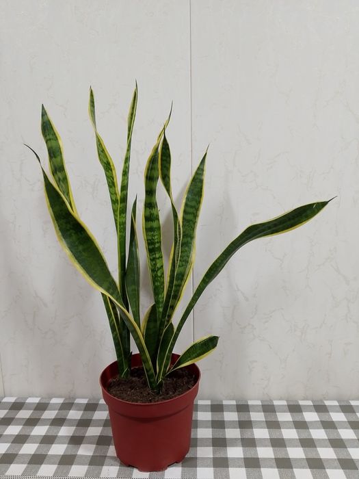 Сансевевиерия Лауренти (голд)