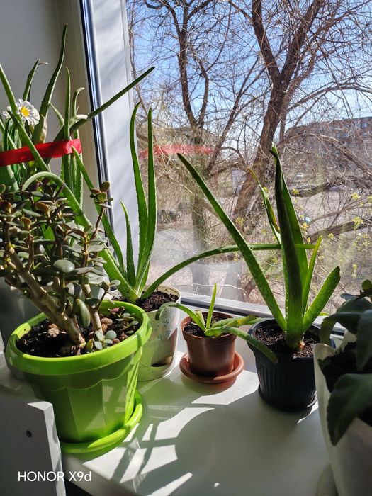 Цветы алоэ вера Денежное дерево