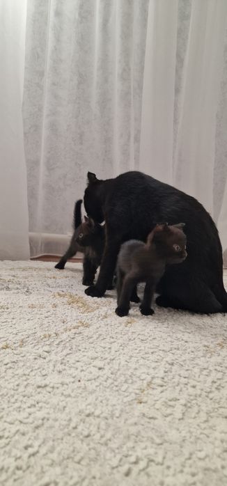 Отдам добрые ручки котят