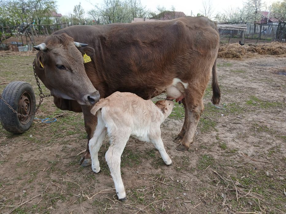 Vacă la prima fătare foarte blândă și cuminte