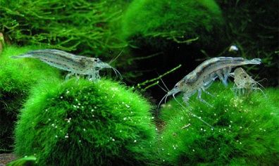 Креветка Аманно Привозной