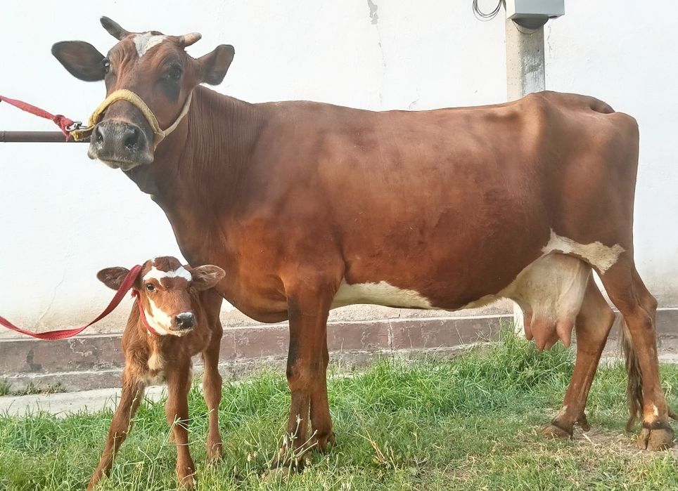 Ser sut sigrlar sotiladi