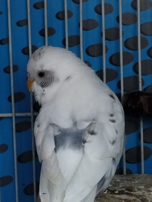 Попугаи домашнего разведения