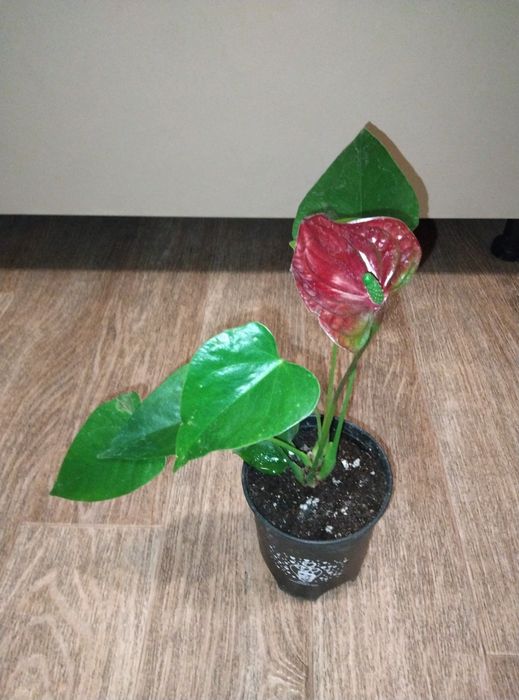 Комнатные цветы продажа