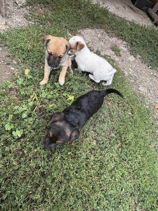 Donez 3 puiuți de câine