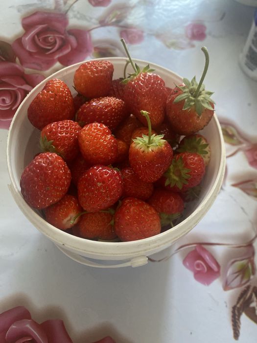 Продам клубника домашний