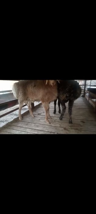 Қошқарлар сатылады.