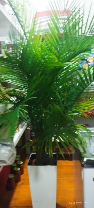 Большие цветы для офиса