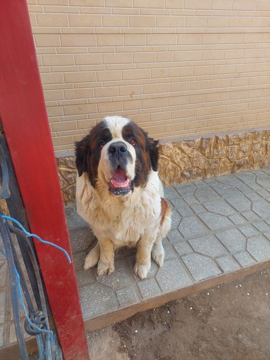 Продам сенбернара сука