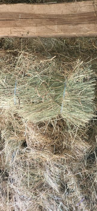 Baloti fan  de vanzare