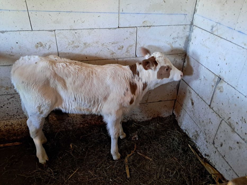 Vând vițică bălțată germană