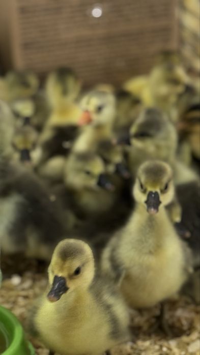 Гусята серые крупные