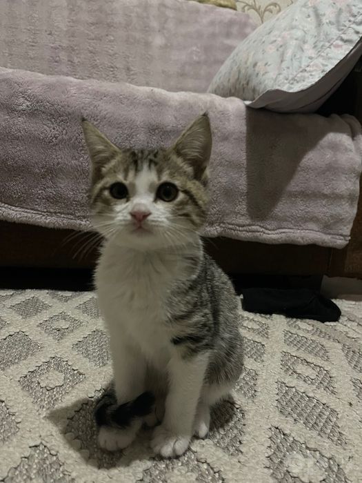 Котенок домашний, для пристройства, 2 месяца