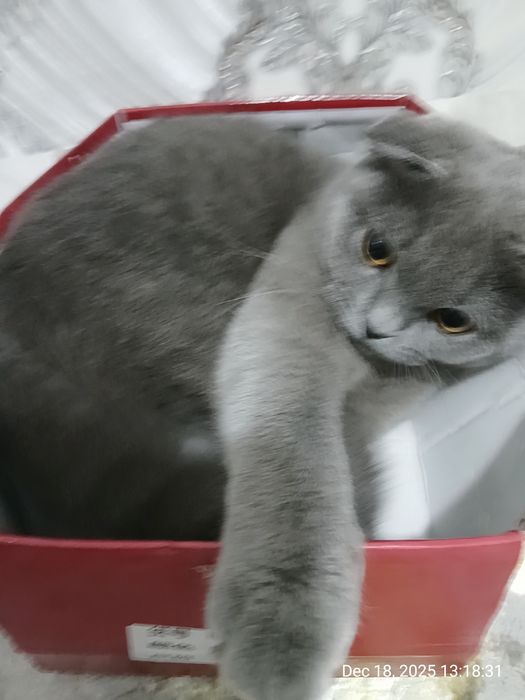 Skotish Fold zotdor mushugi