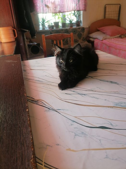 Котята бесплатно