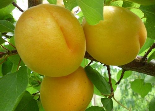 Cais (Soiul Ananas )