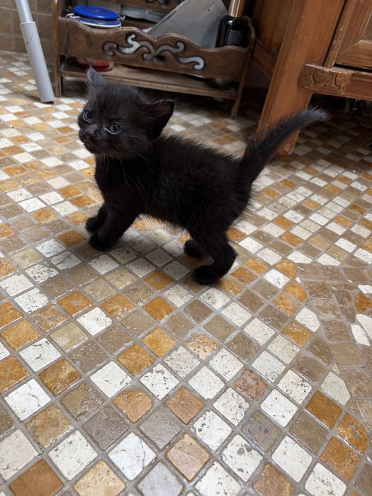 Pisicute de adoptie