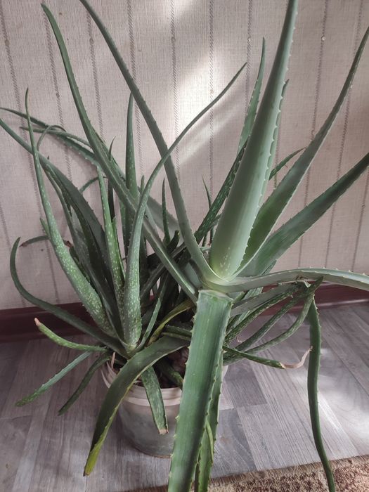 Лечебное алоэ вера