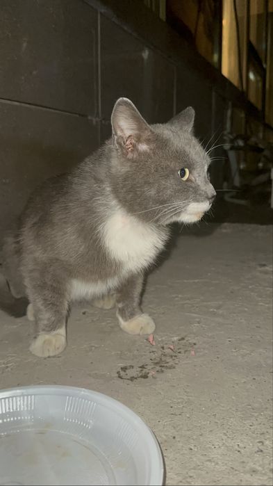 Кот в добрые руки