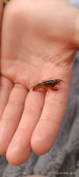 Продам аквариумных раков