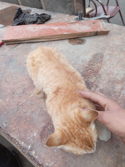 Mishiq zotttor britanski