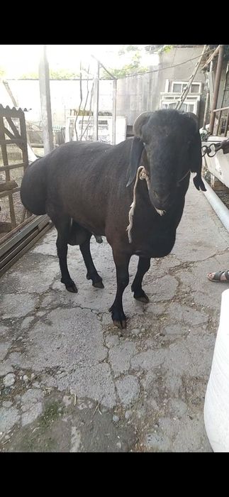 137- kg lik Qóchqor bor