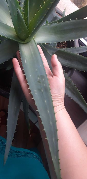 Продаю цветок алоэ вера