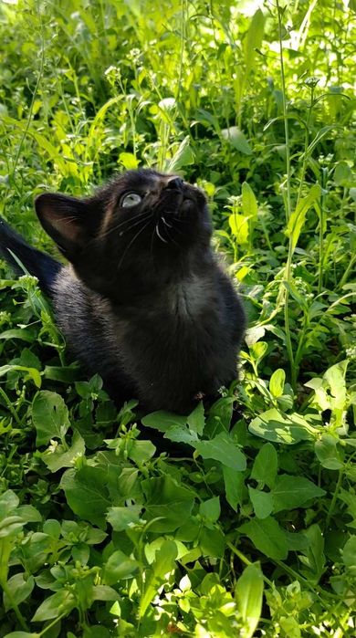 Бесплатно, чёрные котята, мальчик и две девочки