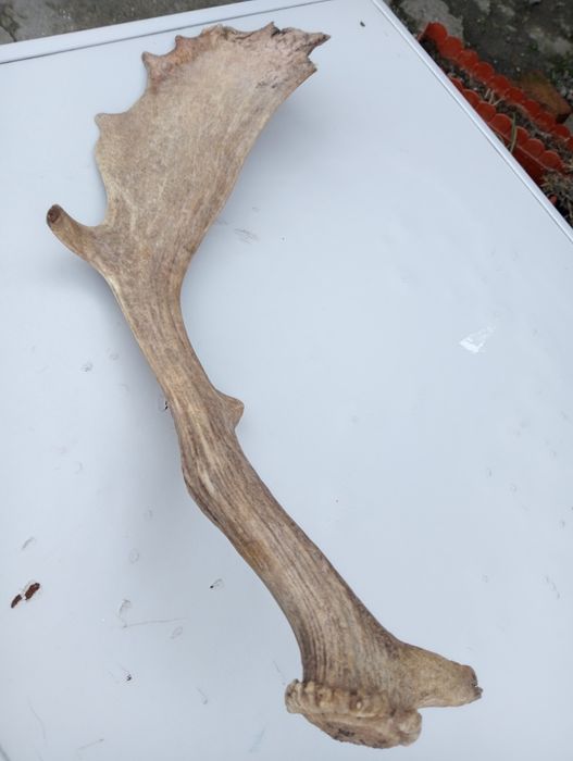 Anomalie și un corn