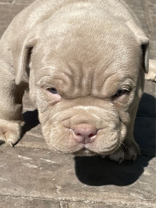 Американский булли