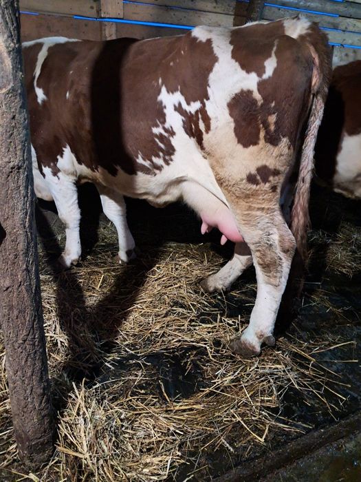 Vând vacă de 6 ani cu vițea