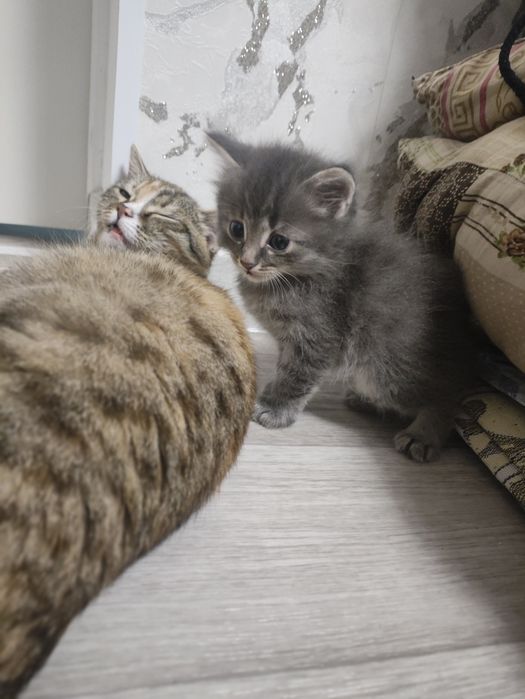 Отдам Котят В Добрые Руки