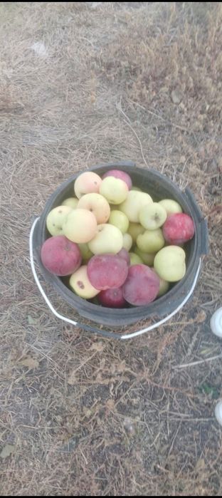 Продам дачу общество восток