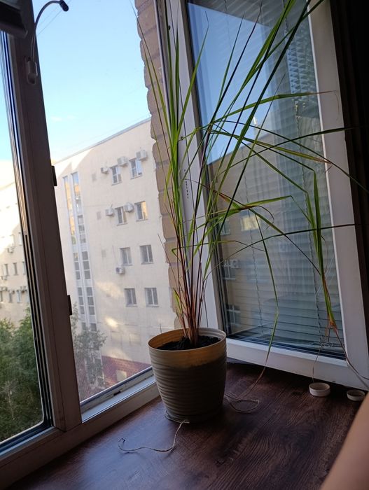 Лимонграс или Цимбопо́гон