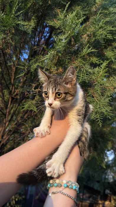 Отдам котят в добрые руки