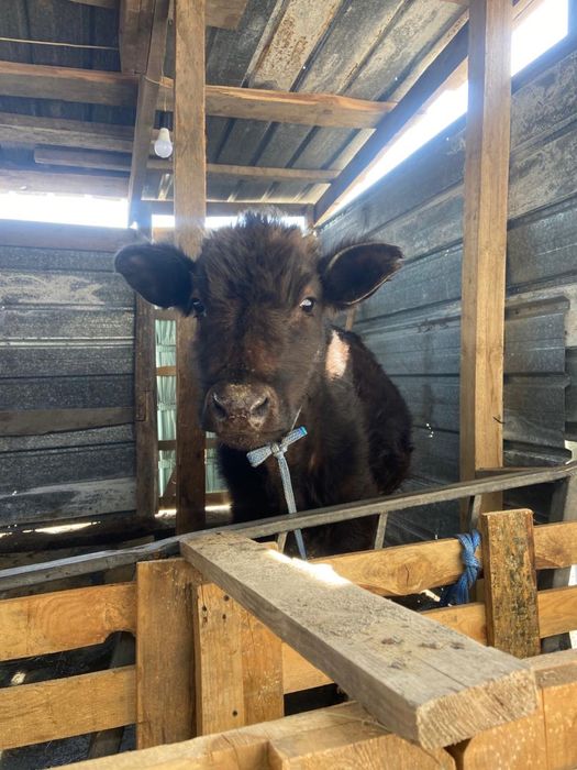 Бычки 6-7 месяцев