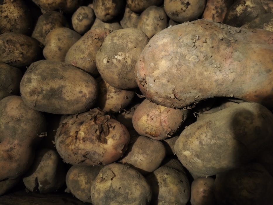 Картофель домашний