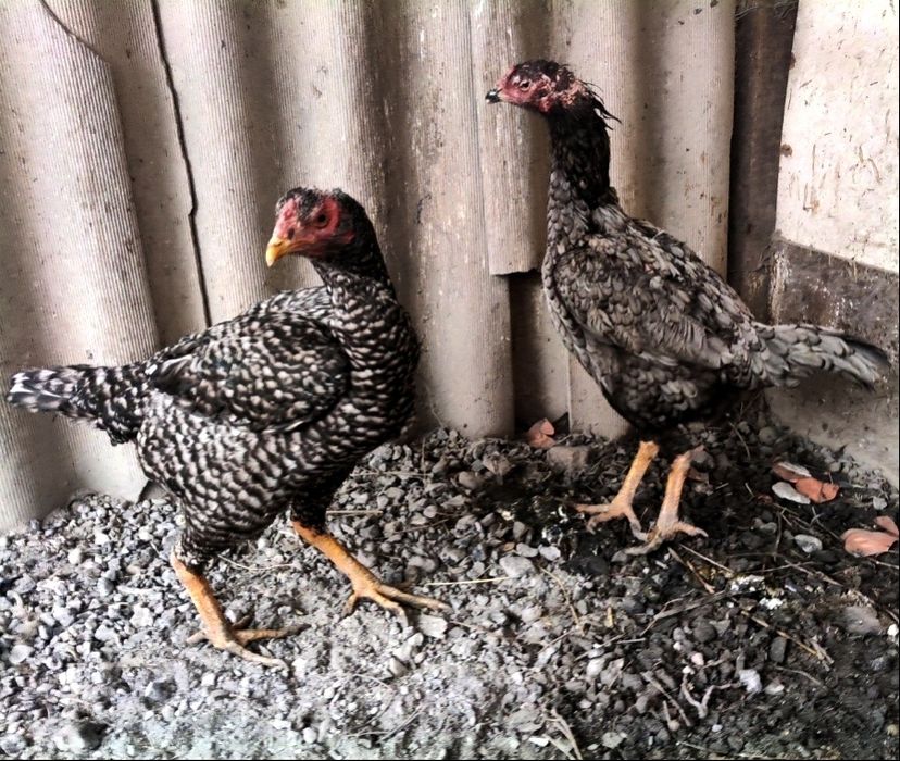 Куры бойцы дакан