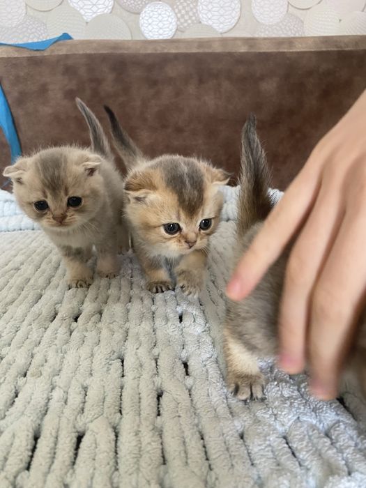 Золотая шиншилла